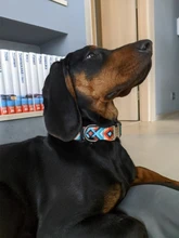 Collar de identificación de perro personalizado, nailon, placa de etiqueta grabado gratis para perros pequeños, medianos y grandes, Pitbull