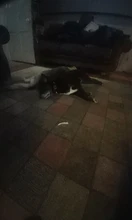 Dog-Collar Engraved-Xs-L Puppy-Id-Name Adjustable Custom Airuidog Personalized