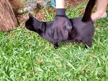 Guante de aseo para mascotas, accesorio para quitar el pelo de gato, cepillo suave, masaje efectivo para perros y gatos, con pelaje corto largo