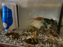 Magnetic Aquarium Fish Tank Algae Glass Cleaner Scraper Floating Clean Brush