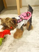 Camiseta de malla para gatos y cachorros, ropa bonita para mascotas, camiseta de dibujos animados de pato, chalecos informales para XS-XXL pequeñas