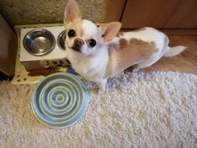 Bowl Pets-Feeder Food-Plate Puppy-Cat-Eating Anti-Choking Plastic New Pet-Dog