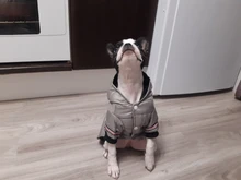 Small Dog Clothes Winter Warm Pet Dogs Coat Jacket Puppy Cat Outdoor Clothing Hoodies