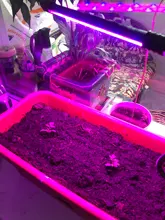 Grow-Light Lamps Timer Flowers Desktop-Clip LED Phyto Full-Spectrum For Plants DC5V USB