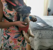 Bags Backpack Pet-Dog-Carrier Travel-Products Small Dog Chihuahua Outdoor Breathable