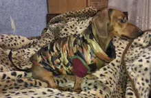 Puppy-Clothes Dog-Jacket Small Chihuahua Waterproof Winter Camo-Pattern Petshop Perro