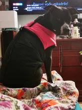 Jacket Yorkshire Terrier Padded-Coat Pet-Dog-Clothes Winter for Pitbull Chihuahua Warm