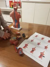 Torso humano cuerpo modelo de anatomía, anatómico médico los órganos internos para la enseñanza Dropshipping. Exclusivo.