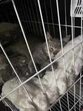 Bed-Mat Cushion Pet-Blanket Home-Rug Fleece-Pad Sleeping-Cover Cat Sofa Puppy Dog Soft-Flannel