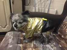 Coat Puppy Clothing Jacket Puppy-French-Bulldog Dogs Waterproof Chihuahua Winter Vest