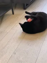 Supplie-Products Interactive-Ball Pet-Playing-Ball Teaser Smart-Toys Catnip Kitty Training