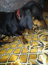 Leash Rope Pet-Collar Wholesale Lined Pet-Supplies Colorful New TECHOME Polypropylene