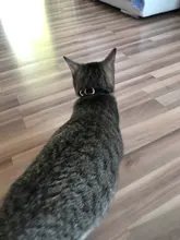 Collar de gato flocado para gatitos y mascotas, suministros