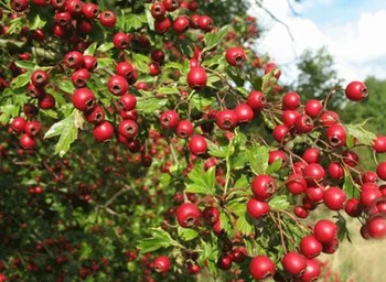 

Dried Hawthorn berry 5 kg