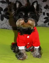 Halloween-Costume Christmas-Dog Hoodies Dogs-Coat Small Chihuahua Winter for Cat