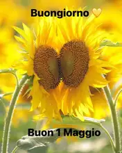 Angel Jadore-aceite de fragancia con gotero, difusor de aceites esenciales, de coco, vainilla, café, Sándalo, negro, 10ML