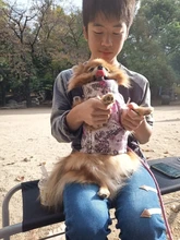 Dog Vest Pet-Supplies Down-Jacket Puppy Chihuahua Winter Windproof Small Warm Apparel