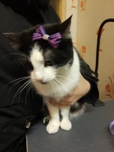 Bozal transpirable Para perros y gatos, mascarilla antimordeduras, máscara Para la boca Para gatitos y mascotas, bozal Para limpieza de baños de gatos, herramienta Para Gat