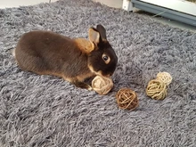 4Pcs Natural Small Animal Activity Chew Toys Rabbits Bird Parrot Play Rattan Balls