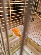 Alimentador de pájaros extraíble para mascotas, cuenco de agua para comida colgante, soporte para palomas, herramientas de alimentación, contenedor de comida para pájaros, accesorios para jaula