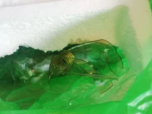 Light-Bulb Edison-Lamp Retro-Light Dimmable E27 Incandescent Vintage 220V 40W