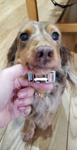 Collar personalizado impreso para mascotas, Collar de nailon para perro, personalizado, grabado gratis, Collar de nombre de cachorro, para perros pequeños, medianos, grandes, Pug