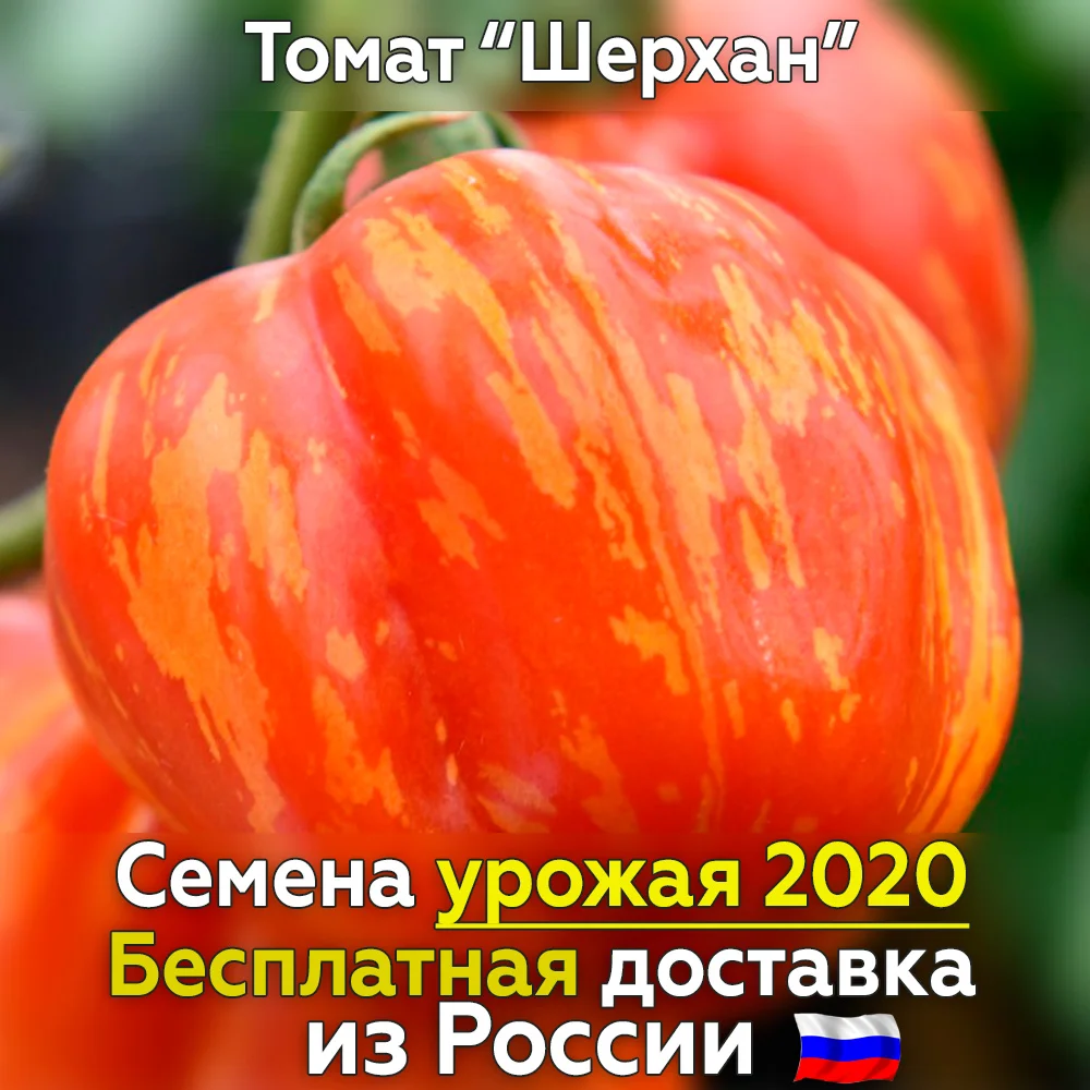 Полосатые Томаты Фото