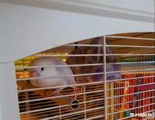 Hammock House Nest Hamster Pet-Bird Hanging Parrot Warm Small Cute Comfortable Plush