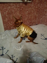 Coat Puppy Clothing Jacket Puppy-French-Bulldog Dogs Waterproof Chihuahua Winter Vest