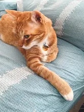 Etiqueta de identificación de Gato de acero inoxidable para mascotas, etiquetas de nombres de mascotas, Collar para gatos, accesorios con teléfono, sexo y etiquetas de nombres, grabado gratis