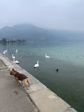 Coat Dog-Tshirt Leash Blank Small-Dogs Soft-Fleece Pug D-Ring Yorks Solid for Candy-Color