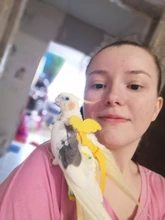 Leash-Set Training-Rope Parrot-Harness Cockatiel Birds Macaw Budgie Outdoor Flying And