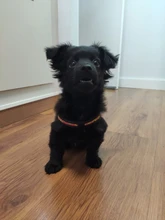 Seat-Belt Harnesses Stunt Puppy Bull Small-Pet Terrier Printed Dogs Chihuahua Shih Tzu