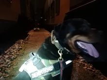 Bungee-Leash Collar German Shepherd Dogs Elastic Military Tactical Nylon for Large