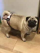 Menstruation Underwear Panties Jumpsuit Diaper Dog-Shorts Pet-Physiological Sanitary