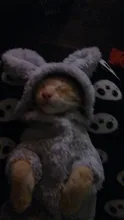 Cat Jacket Costume Yorkshire-Clothing Kitten Winter Warm for Small Medium Dogs Chihuahua