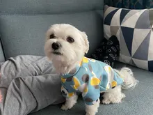 Cute Print Small Dog Hoodie Coat Winter Warm Pet Clothes for Chihuahua Shih Tzu Sweatshirt