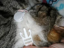 Collar ajustable para mascota de estilo japonés, Cascabel hueco de flor, arnés para perro y gato, correa de conejo, accesorios