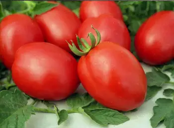 

Seeds tomato de Barao giant 1gr