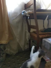 Cat-Toy Lifting-Ball Interactive Electric Funny Flutter