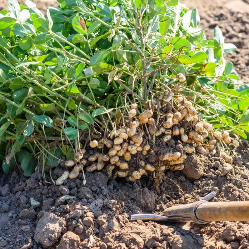 Peanut cultural seeds 30 PCs