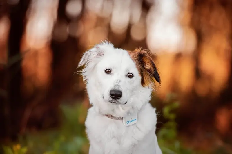 GPS Pet Tracker