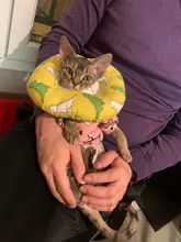 Puppy-Toy Toys Pets-Products Dog-Accessories Pet-Dog Chew Animal-Shape Small-Dogs Squeaky