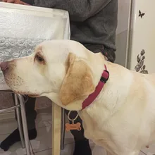 Anti-perdido personalizado Pet ID Tag perro Collar de identificación de mascotas nombre de gato para gato Collar de cachorro etiqueta colgante accesorios Collar mascotas