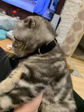 Collar de gato flocado para gatitos y mascotas, suministros