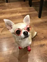 Socks Dog-Shoes Paw-Protector Chihuahua-Boots Puppy Small Dogs Winter Anti-Slip for Indoor-Wear