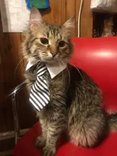 Pajarita a rayas para perro y gato, Collar ajustable para mascotas, corbata blanca para perro, y boda para fiesta, 2020