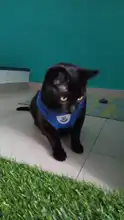 Arnés y correa reflectantes para gato, ropa transpirable a prueba de Escape para mascotas, chaleco ajustable de fácil Control