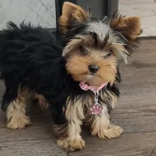 Dog Clipper Shaver-Machine Pet-Hair-Trimmer Grooming Electric Professional Rechargeable