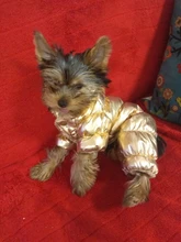 Ropa de abrigo para Perros Bulldog Francés, Ropa de cachorro, Chihuahua, yorkie, abrigo de perrito mascota, chaqueta, perros, mascotas